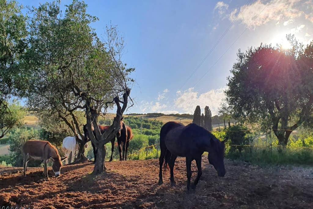 Appartamento Il Nido Volterra Exterior photo